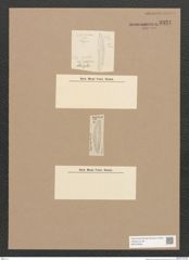 Diatomeae indet. Zeichnungen Sammlung Grunow Nr. 3331 (NHMW-BOT-W0370835)